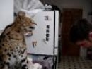 Expand Video