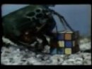 Expand Video