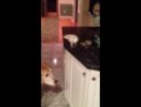 Motherly Parrot Feeds Dog