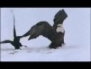 Expand Video