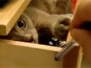 Expand Video