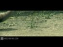 Expand Video
